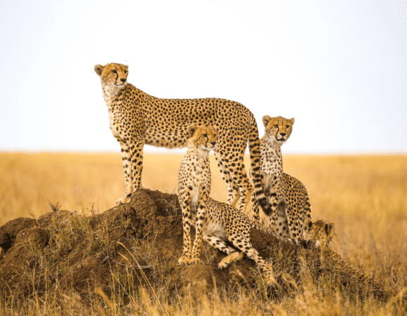 Glimpse of Kenya with Lake Naivasha