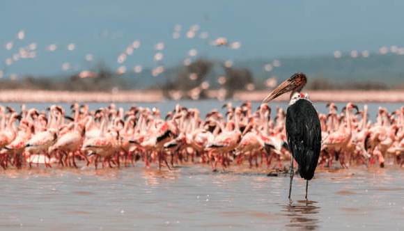 Discover Kenya with Amboseli National Park