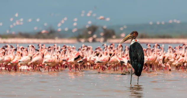 Discover Kenya with Amboseli National Park